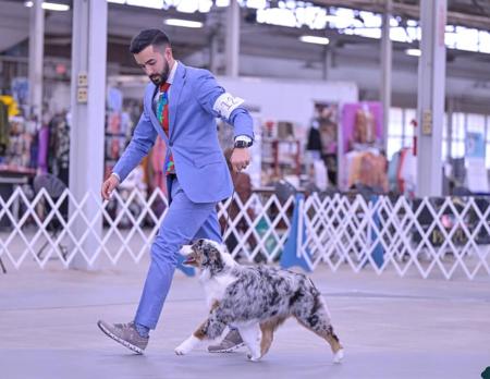 Miniature American Shepherd for sale by DENIMCREEK