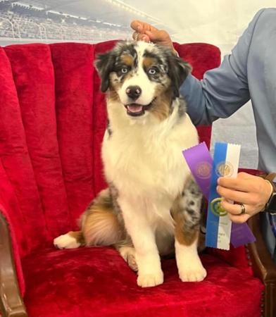 Miniature American Shepherd for sale by DENIMCREEK