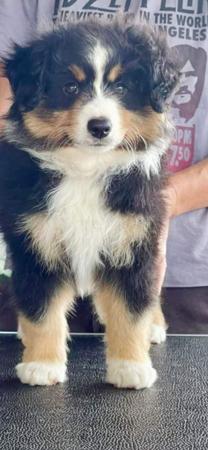 Miniature American Shepherd for sale by DENIMCREEK