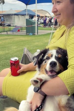 Australian Shepherd for sale by DENIMCREEK