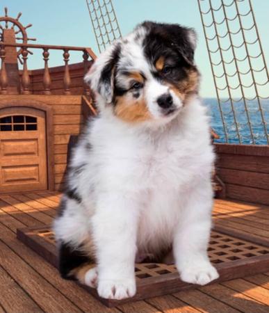 Australian Shepherd for sale by AUSSIEGAL2007