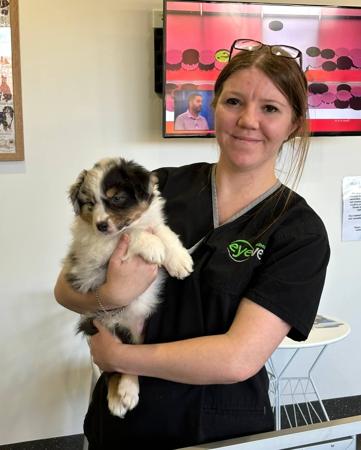 Australian Shepherd for sale by DENIMCREEK