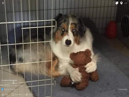 Australian Shepherd for sale by DENIMCREEK