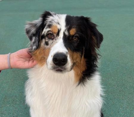 Australian Shepherd for sale by DENIMCREEK