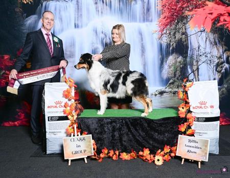 Australian Shepherd for sale by DENIMCREEK