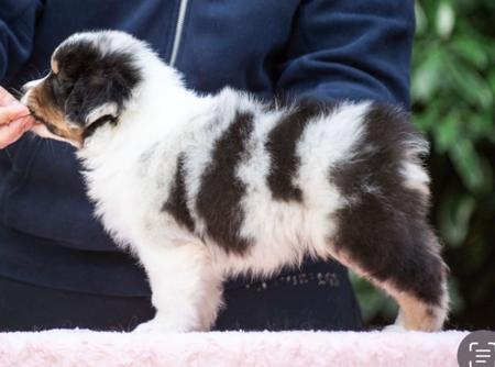 Australian Shepherd for sale by DENIMCREEK
