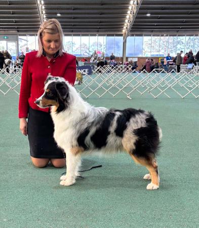 Australian Shepherd for sale by DENIMCREEK