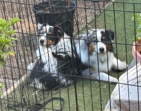 Australian Shepherd for sale by DENIMCREEK