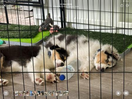 Australian Shepherd for sale by DENIMCREEK