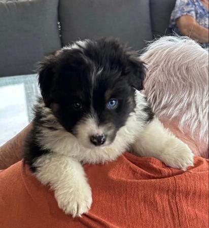 Miniature American Shepherd puppy for sale by AUSSIEGAL2007