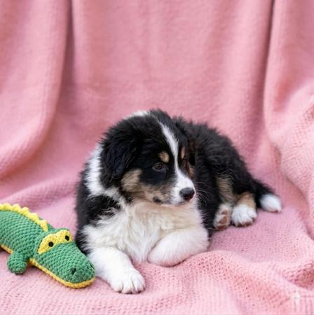 Miniature American Shepherd puppy for sale by AUSSIEGAL2007