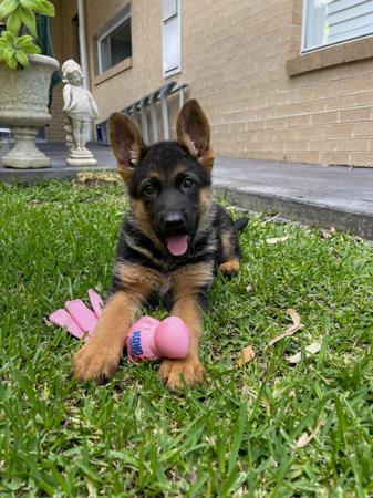 German Shepherd Dog puppy for sale by KNAIQUE