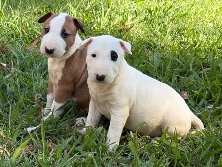 Bull Terrier puppy for sale by KELLYB