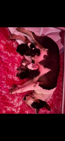 Bull Terrier (Miniature) puppy for sale by KELLYB
