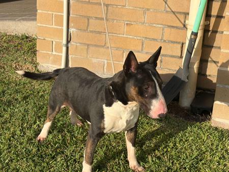 Bull Terrier (Miniature) dog for sale by JOTIFF