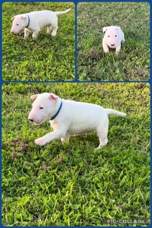 Bull Terrier (Miniature) puppy for sale by KELLYB