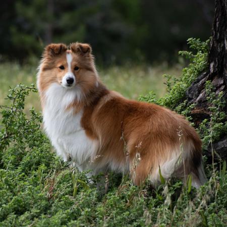 Shetland Sheepdog for sale by KINNLEY