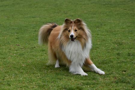 Shetland Sheepdog for sale by KINNLEY