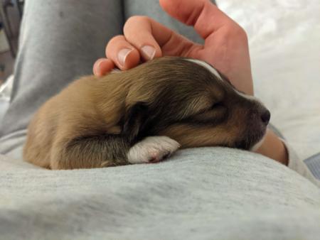 Shetland Sheepdog for sale by KINNLEY