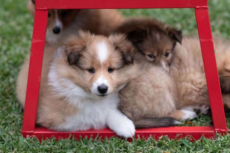 Shetland Sheepdog for sale by KINNLEY