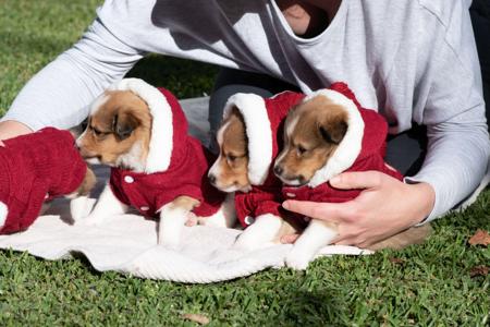 Shetland Sheepdog for sale by KINNLEY