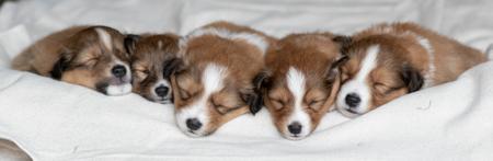 Shetland Sheepdog for sale by KINNLEY