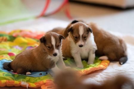 Shetland Sheepdog for sale by KINNLEY