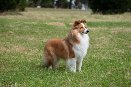 Shetland Sheepdog for sale by KINNLEY