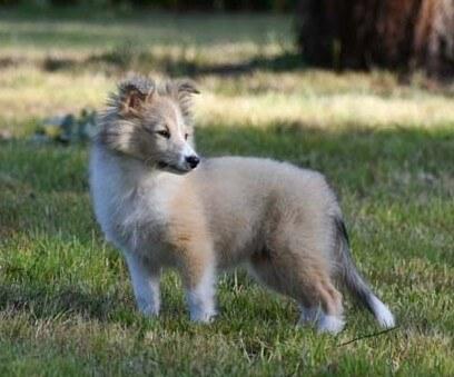 Shetland Sheepdog for sale by KINNLEY