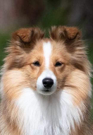 Shetland Sheepdog for sale by DANNIEVANS