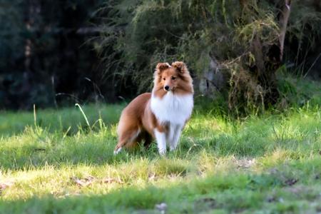 Kinnley Prince of Thieves Shetland Sheepdog
