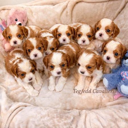 Cavalier King Charles Spaniel puppy for sale by TEGFEDD