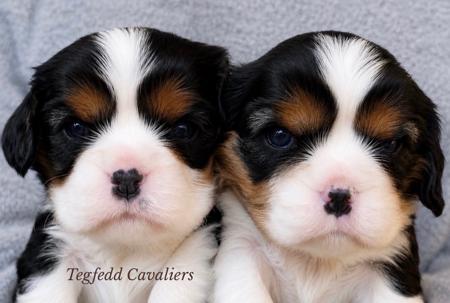 Cavalier King Charles Spaniel puppy for sale by TEGFEDD