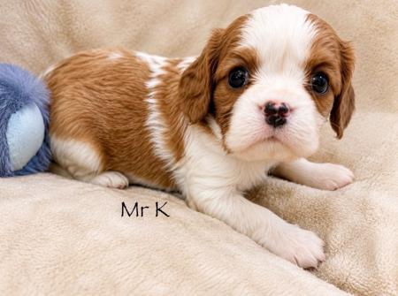 Cavalier King Charles Spaniel puppy for sale by TEGFEDD