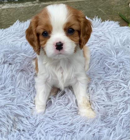 Cavalier King Charles Spaniel puppy for sale by TEGFEDD