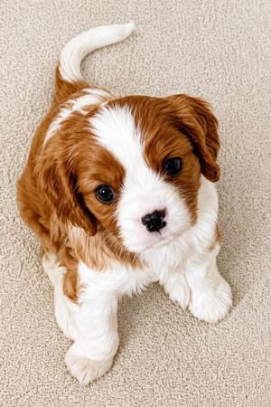 Cavalier King Charles Spaniel puppy for sale by TEGFEDD
