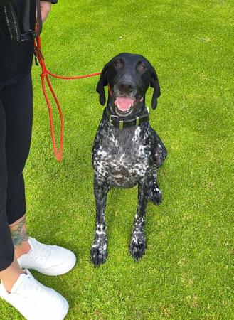 German Shorthaired Pointer dog for sale by HEADOLOGY