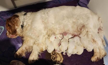 Clumber Spaniel puppy for sale by HEADOLOGY