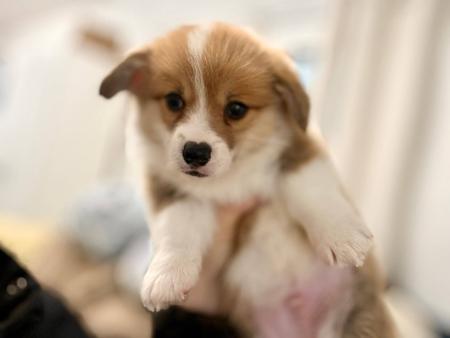 Welsh Corgi (Pembroke) for sale by GRIFFINSPARK