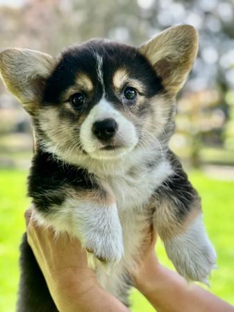 Welsh Corgi (Pembroke) for sale by GRIFFINSPARK
