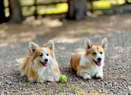 Welsh Corgi (Pembroke) for sale by GRIFFINSPARK