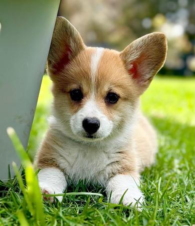 Welsh Corgi (Pembroke) for sale by GRIFFINSPARK