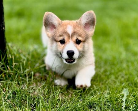 Welsh Corgi (Pembroke) for sale by GRIFFINSPARK
