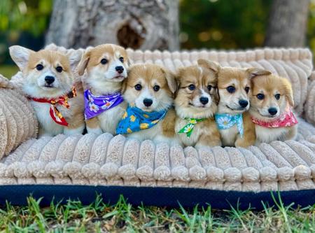 Welsh Corgi (Pembroke) for sale by SAPHIREDANES