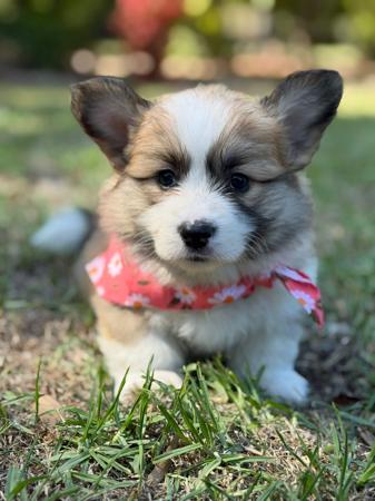 Welsh Corgi (Pembroke) puppy for sale by SAPHIREDANES