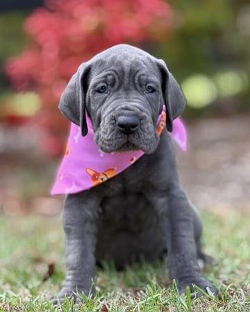 Great Dane puppy for sale by SAPHIREDANES
