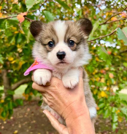 Welsh Corgi (Pembroke) puppy for sale by SAPHIREDANES