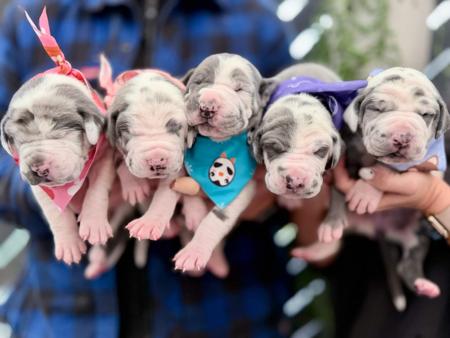 Great Dane for sale by SAPHIREDANES