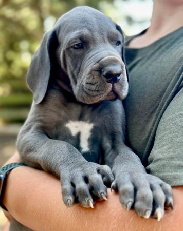 Great Dane for sale by SAPHIREDANES