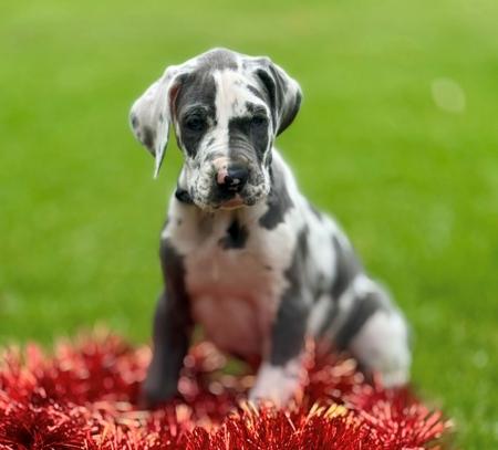 Great Dane for sale by SAPHIREDANES